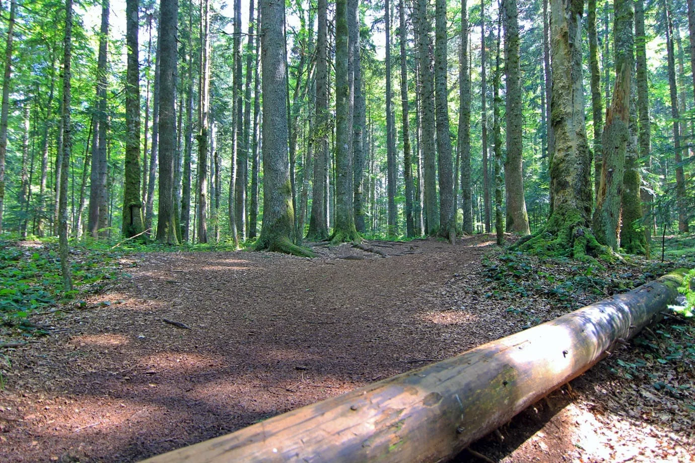 The second hike was through the heart of the Serbian forests