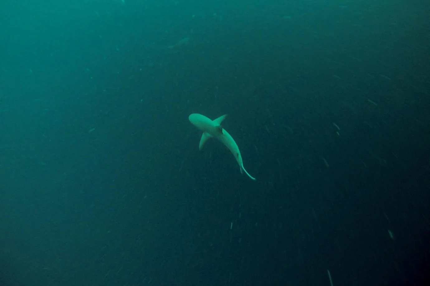 A shark swimming below me in the Blue Hole