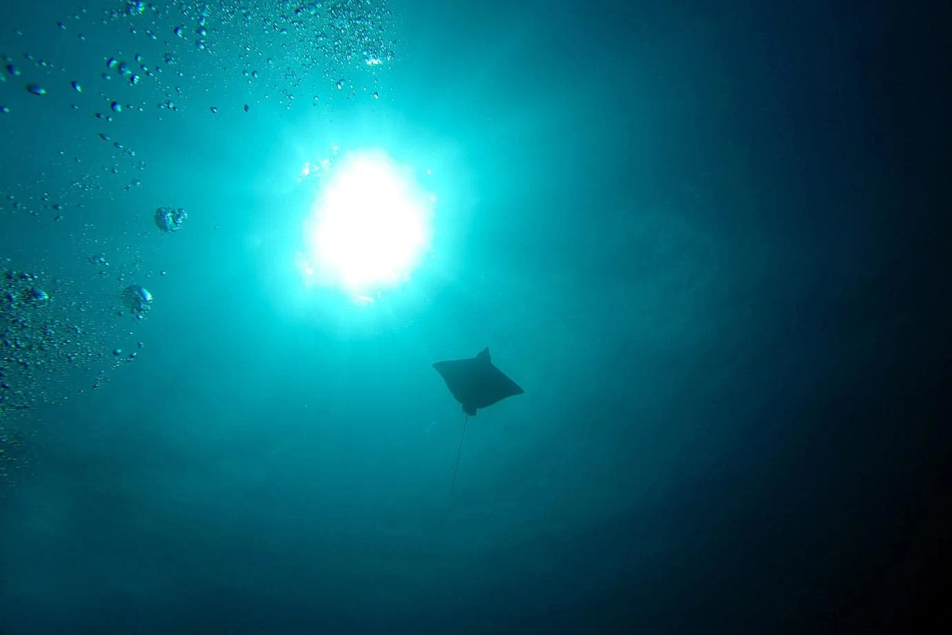 A spotted eagle ray silhouetted by the sun overhead