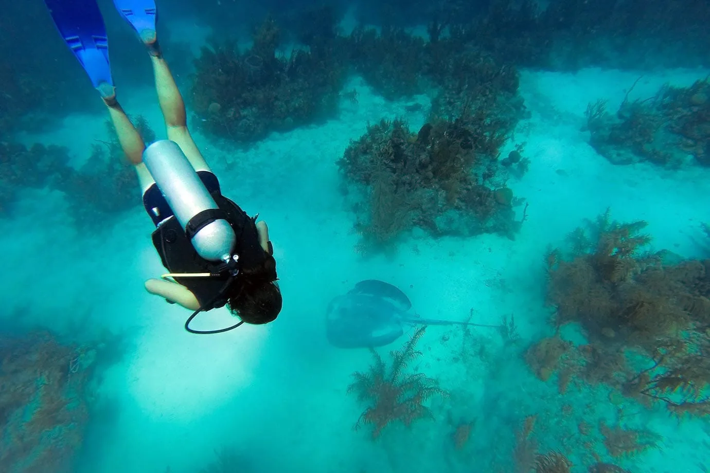 Swimming over a southern stingray