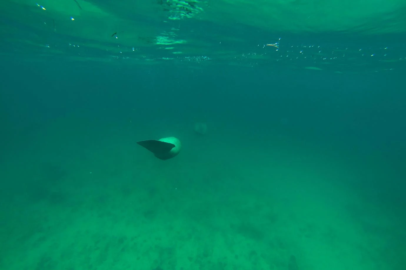After sailing for about an hour, the first thing we came across while snorkelling were manatees