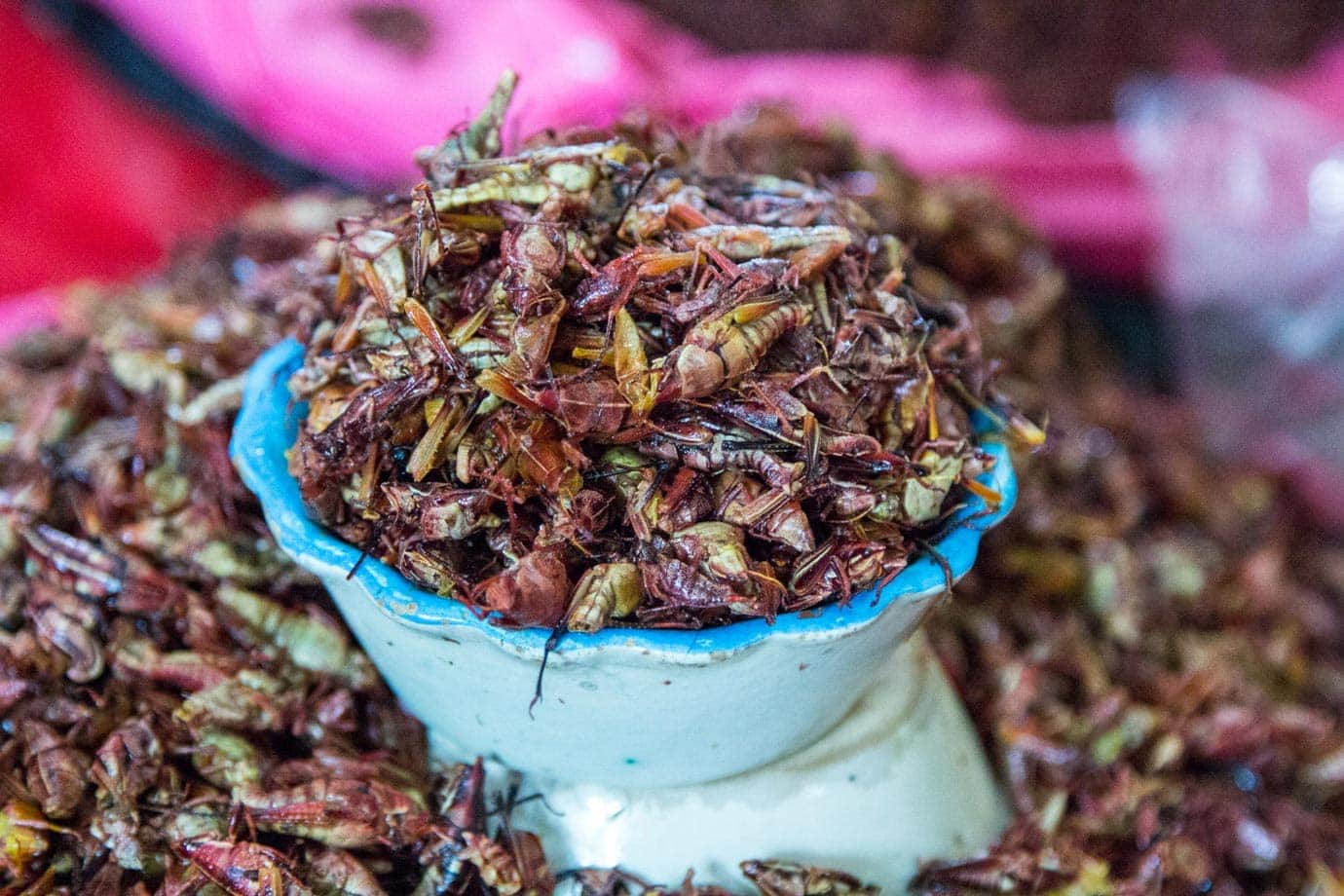 Fried crickets are just one delicacy in Oaxaca