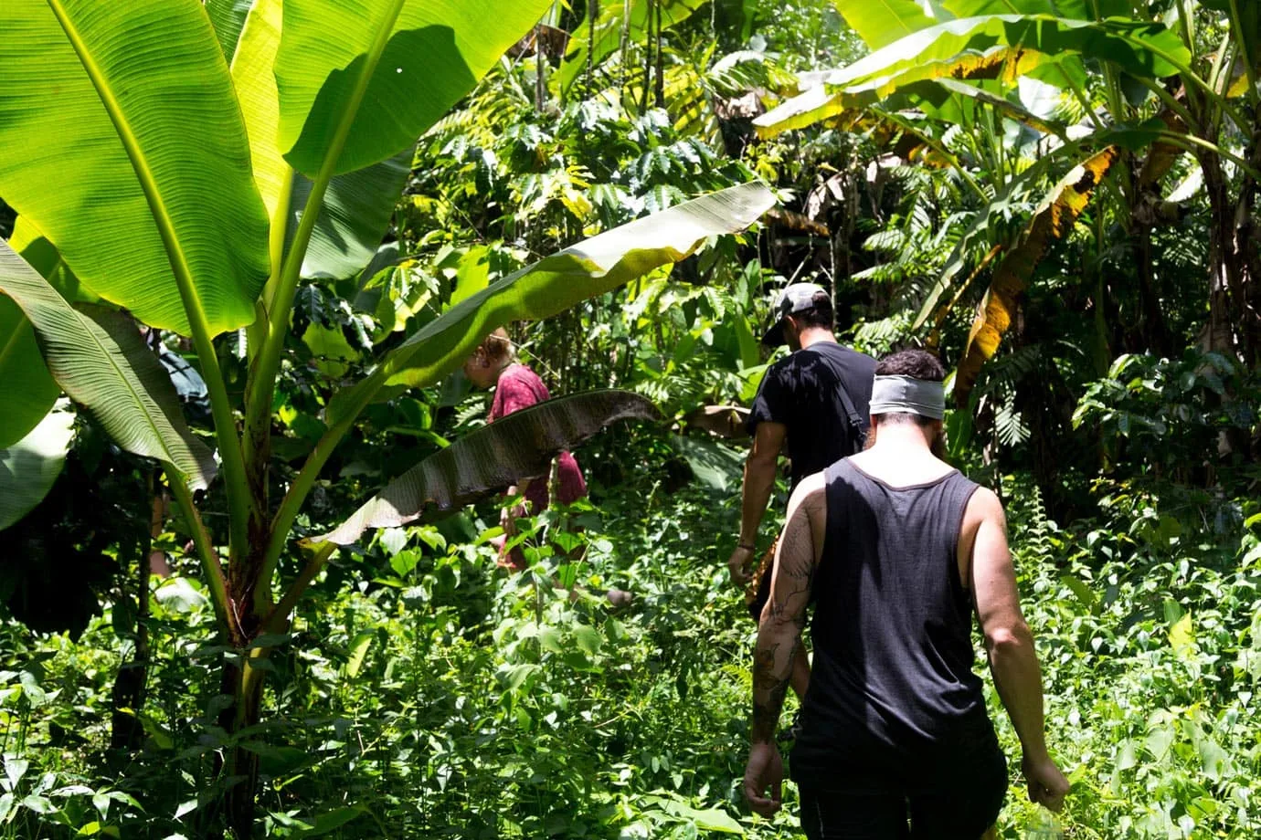 From the second waterfall to the third, we walked through a small coffee plantation