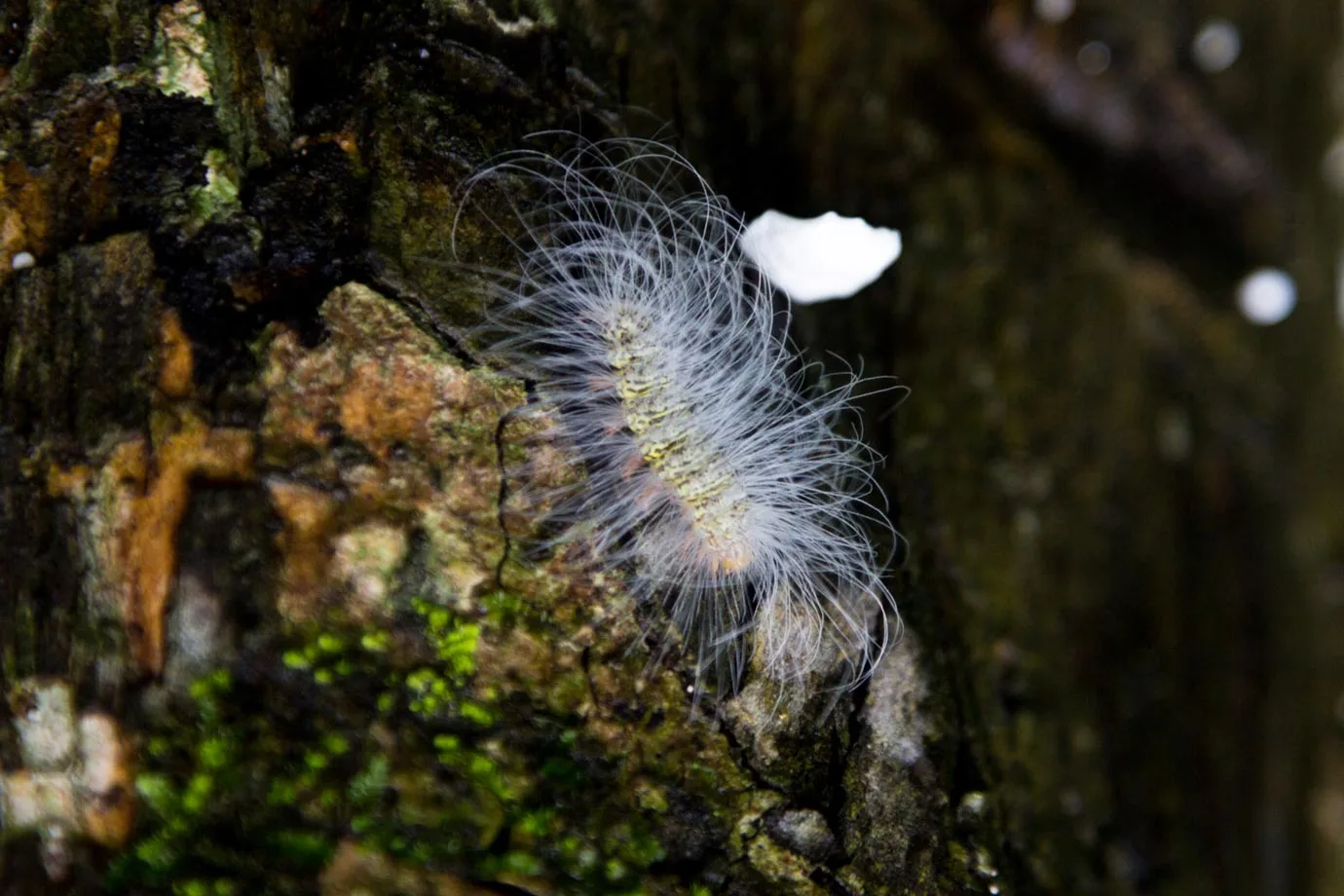 The rain brought our some of the jungle's weird and wonderful creatures