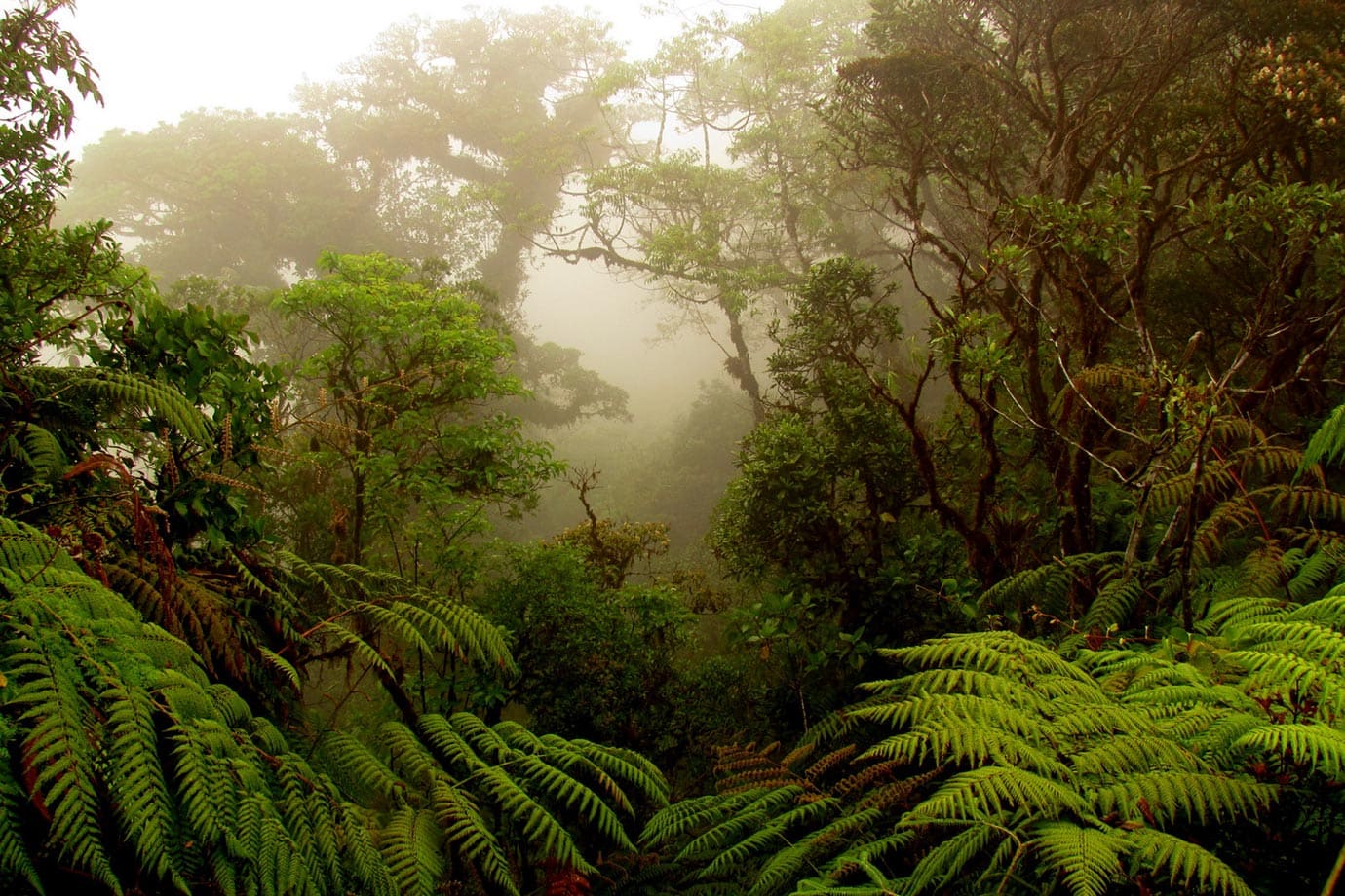 Monteverde Cloud Forest Biological Reserve