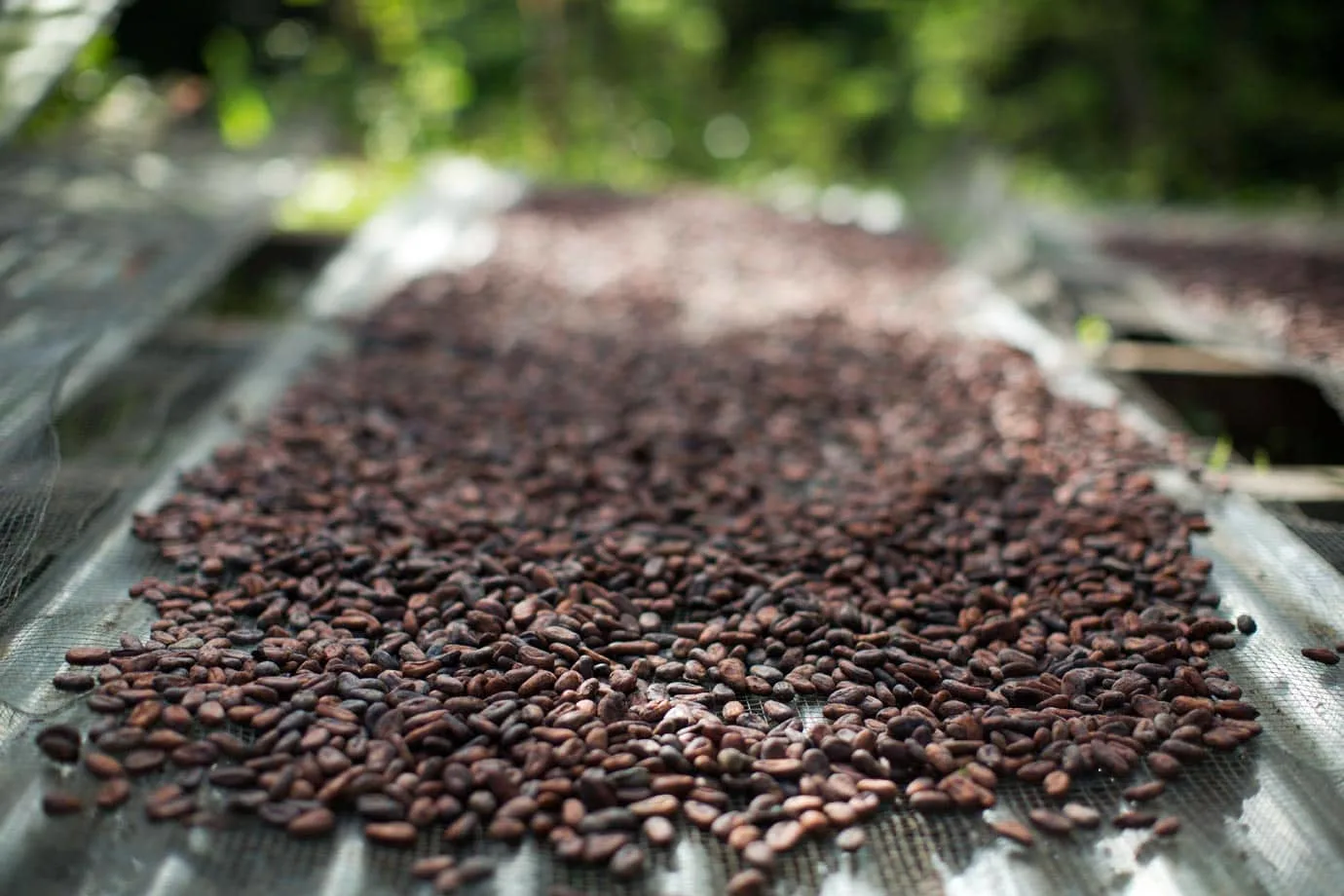 Cacao beans drying in the sun