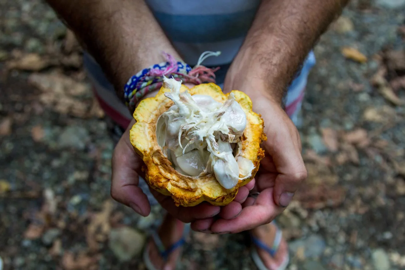 Cacao fruit