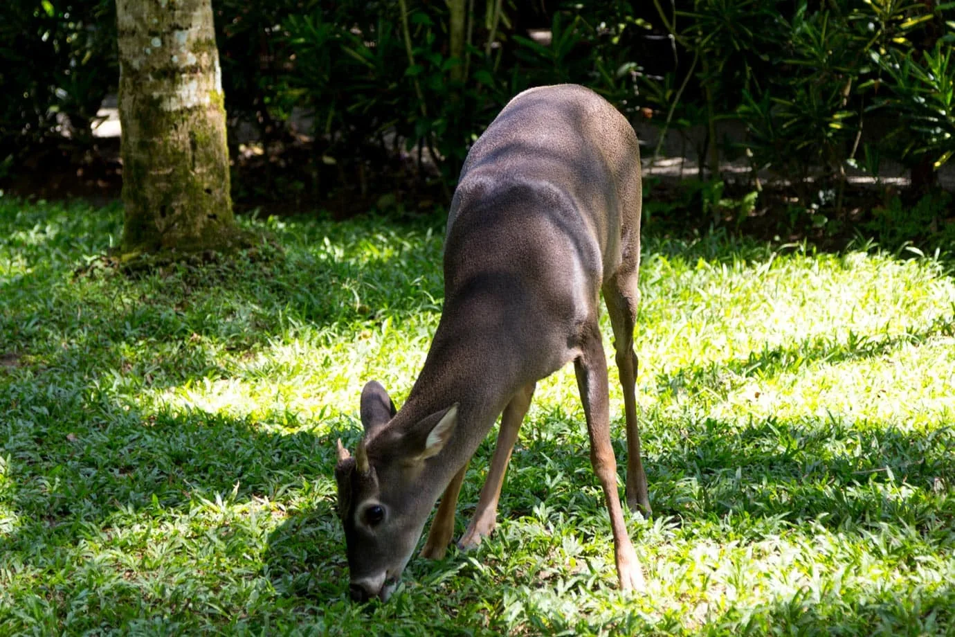 White-tailed deer