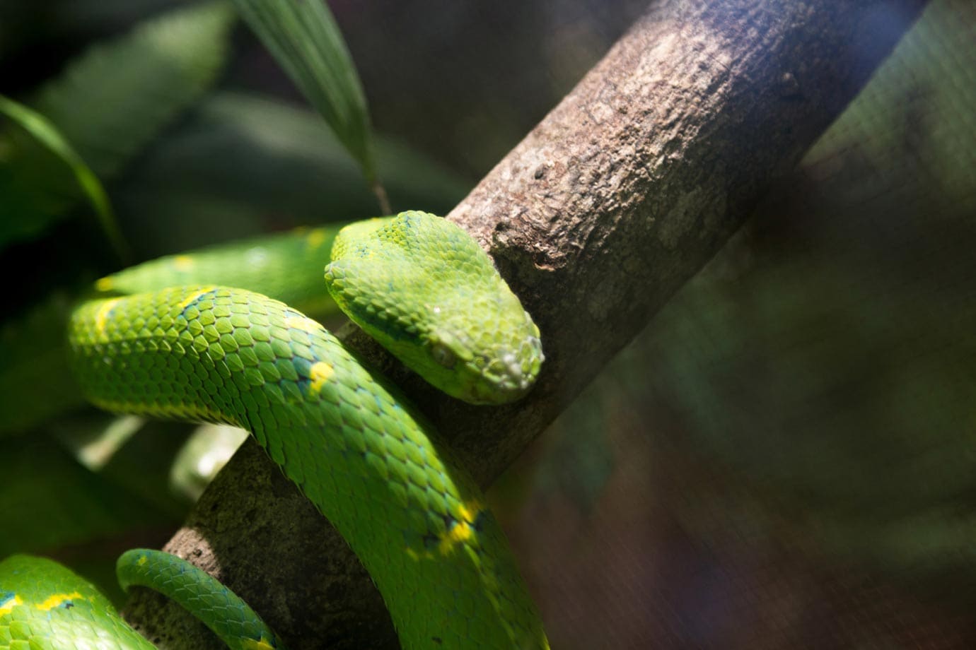 A snake at the Jaguar Rescue Center