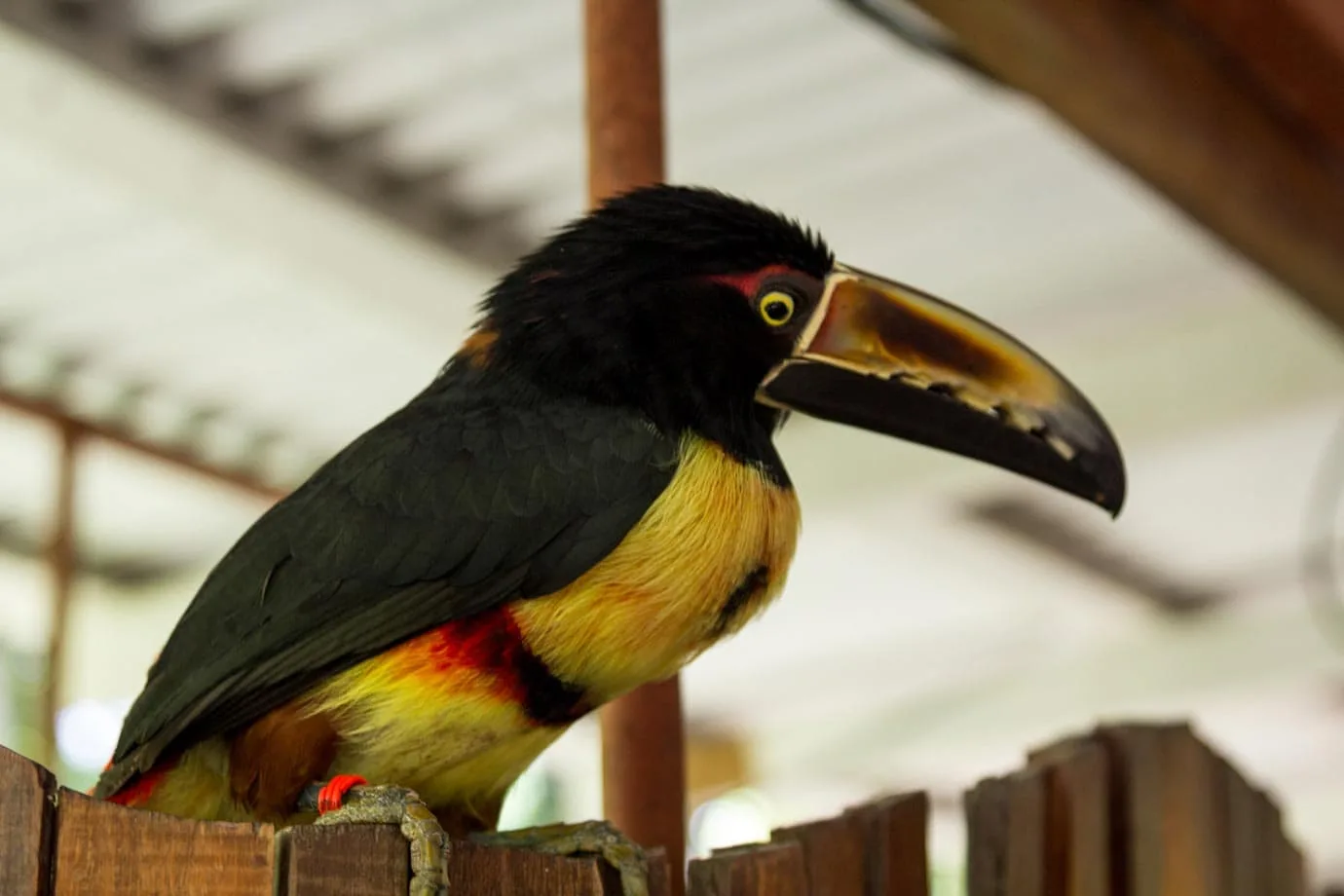 A toucan at the Jaguar Rescue Center
