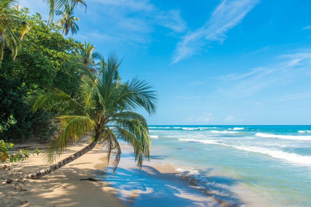Life in color pura vida deals