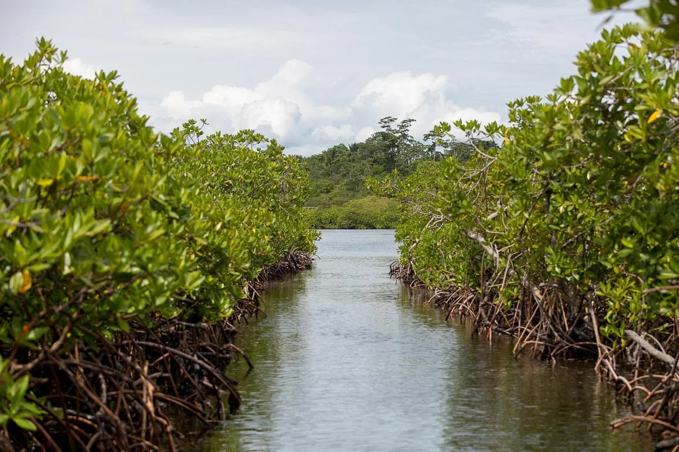 Mangroves at Bocas del Toro