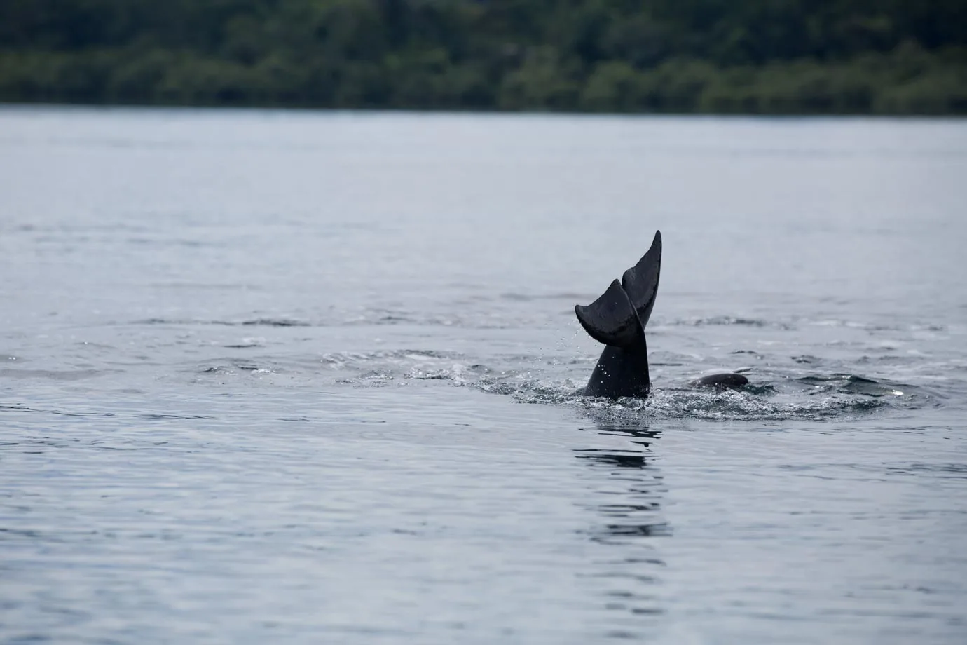 A few dolphin sightings - ©Brian Ceci