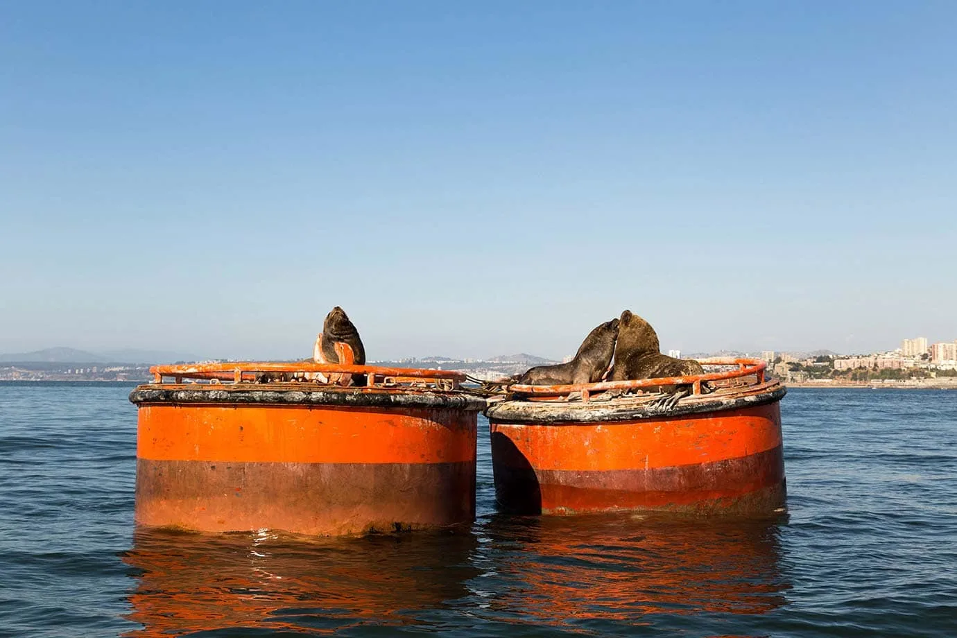 Sea lions in Valparaiso