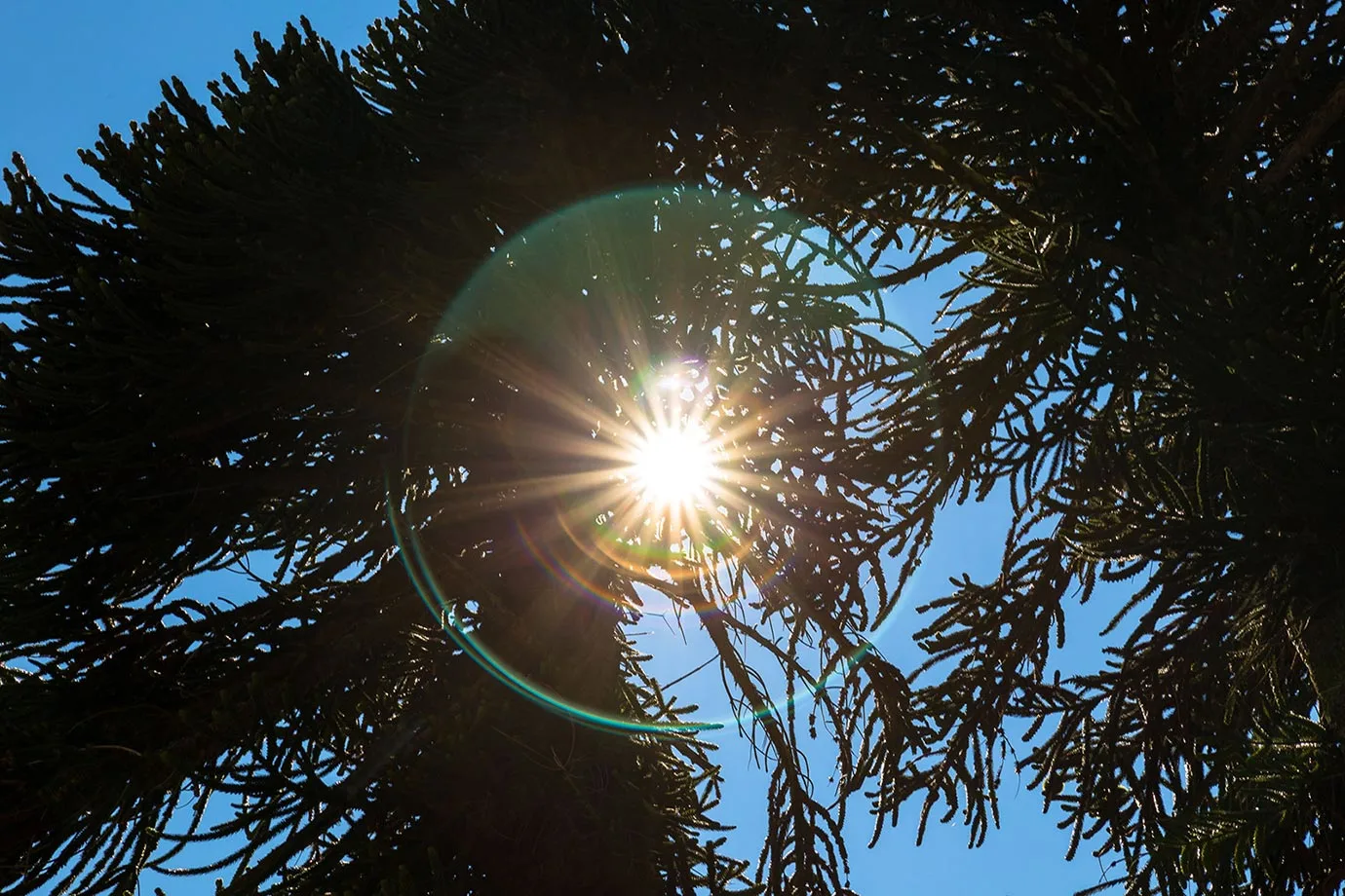 Light halo around a monkey puzzle tree