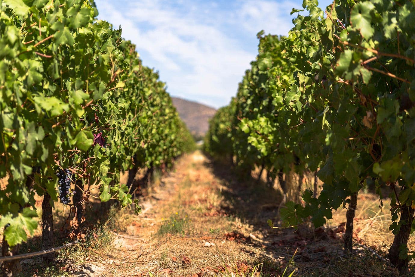 Vines in the Colchagua Valley, Chile
