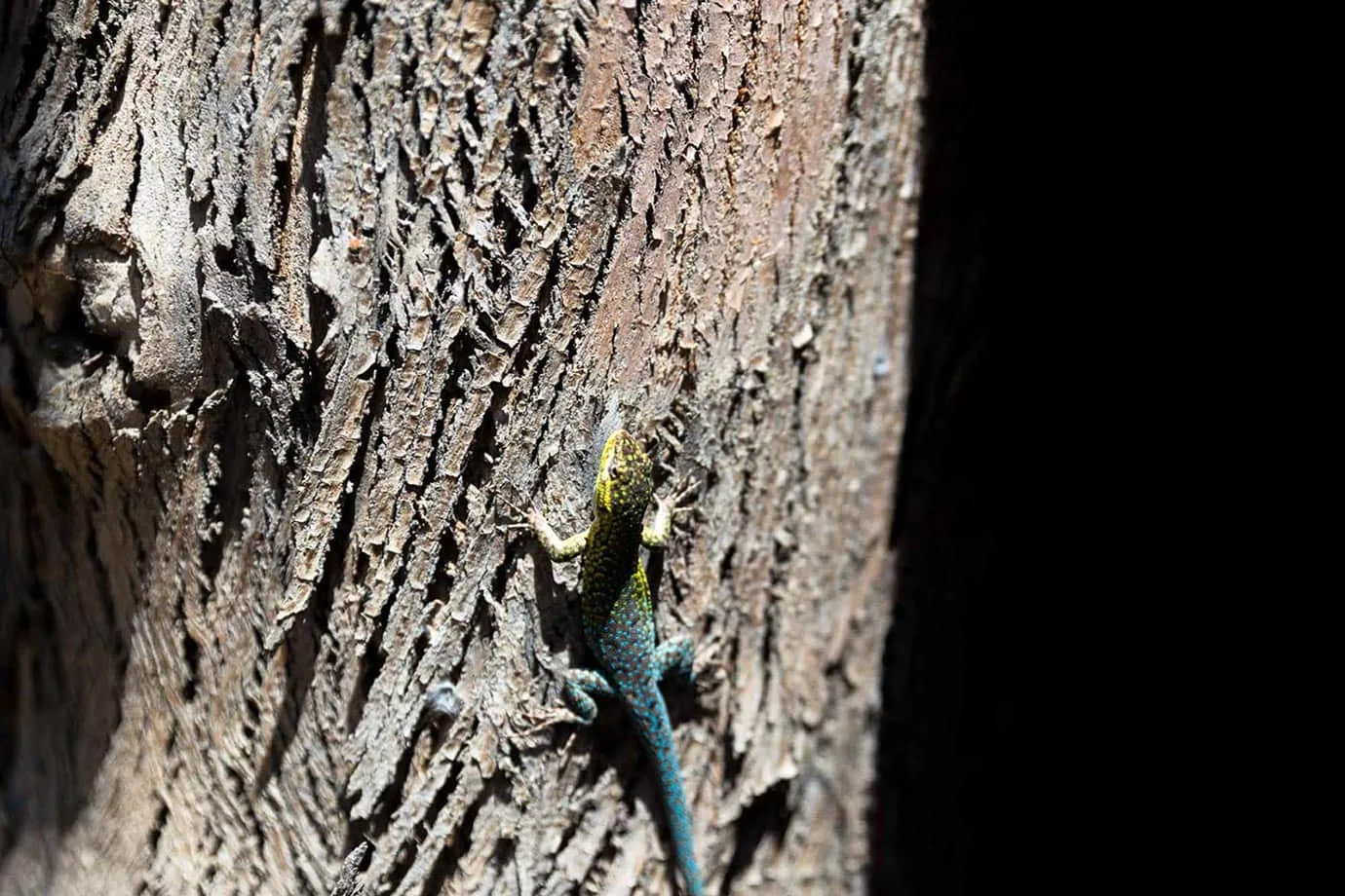 A lizard in Chile