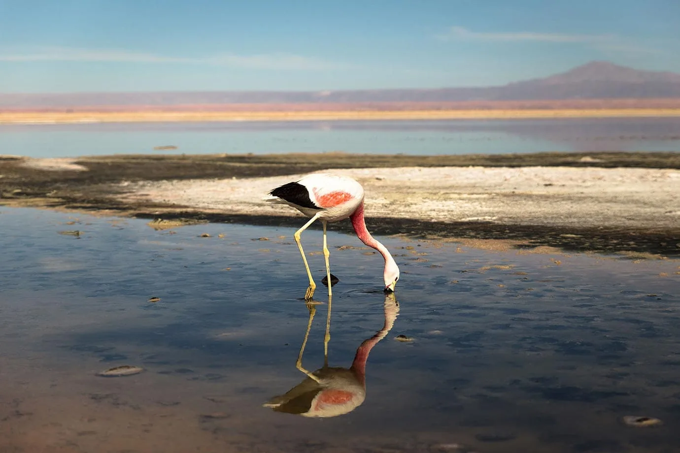 Pink flamingo at Chaxa Lagoon, Chile