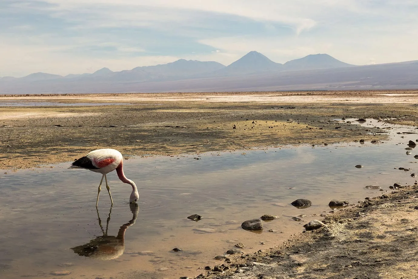 Mirror reflection of pink flamingo at Chaxa Lagoon, Chile