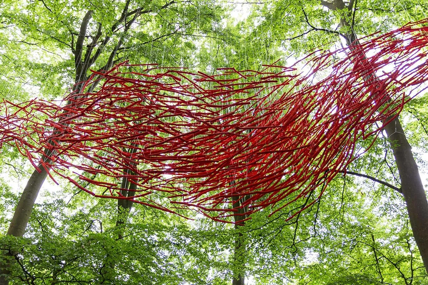 The forest at the Sculpture by the Sea Festival