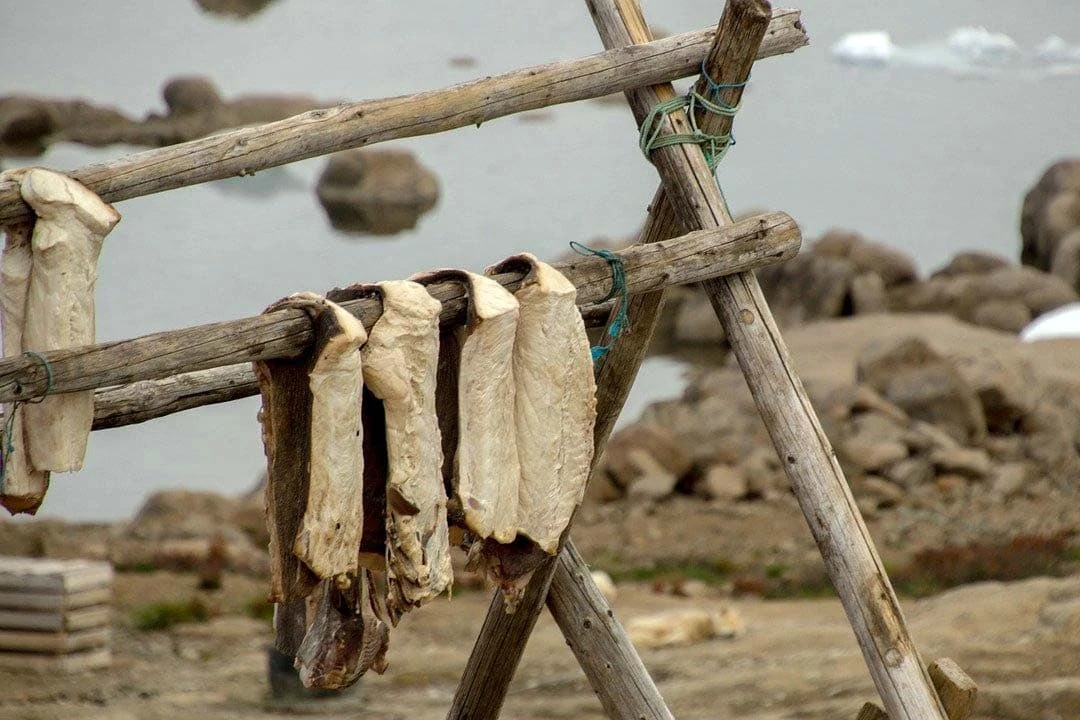 greenland diet