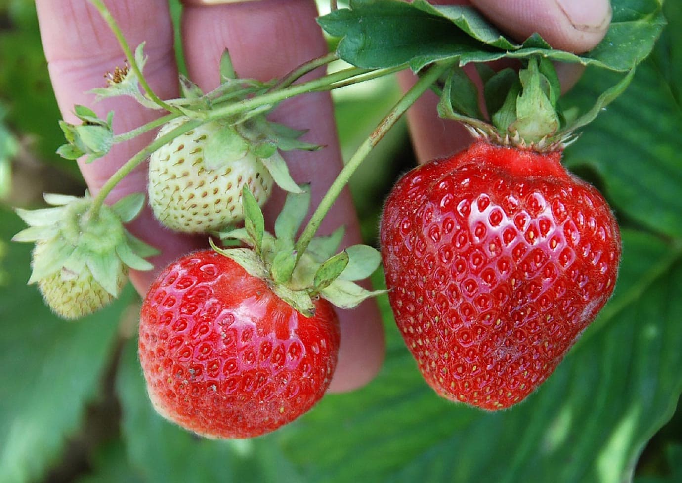 Picking strawberries at Sindang Reret Ciwidey, Bandung, Indonesia