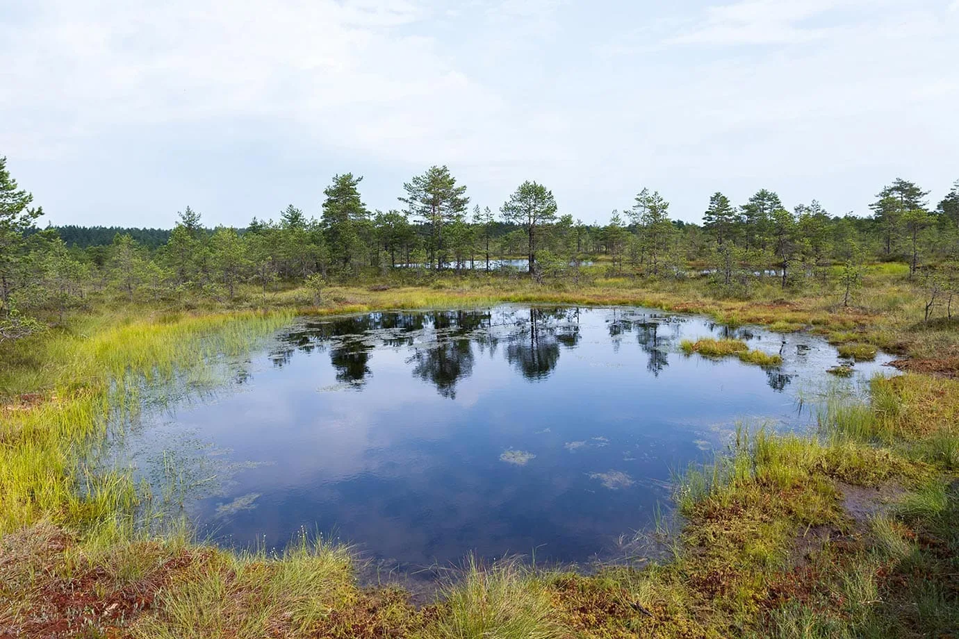 Bog, Estonia