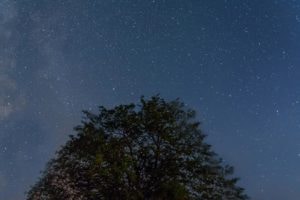 Tree silhouette at night