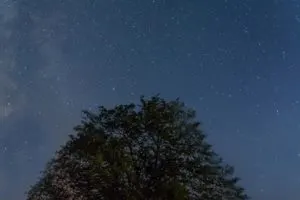 Tree silhouette at night