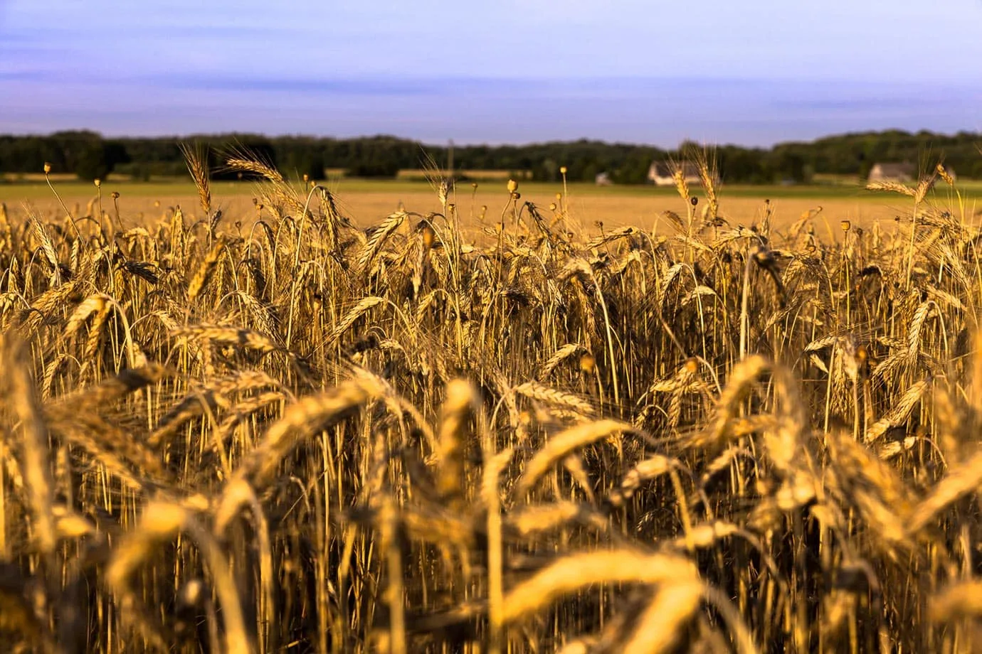 Wheat field in Estonia