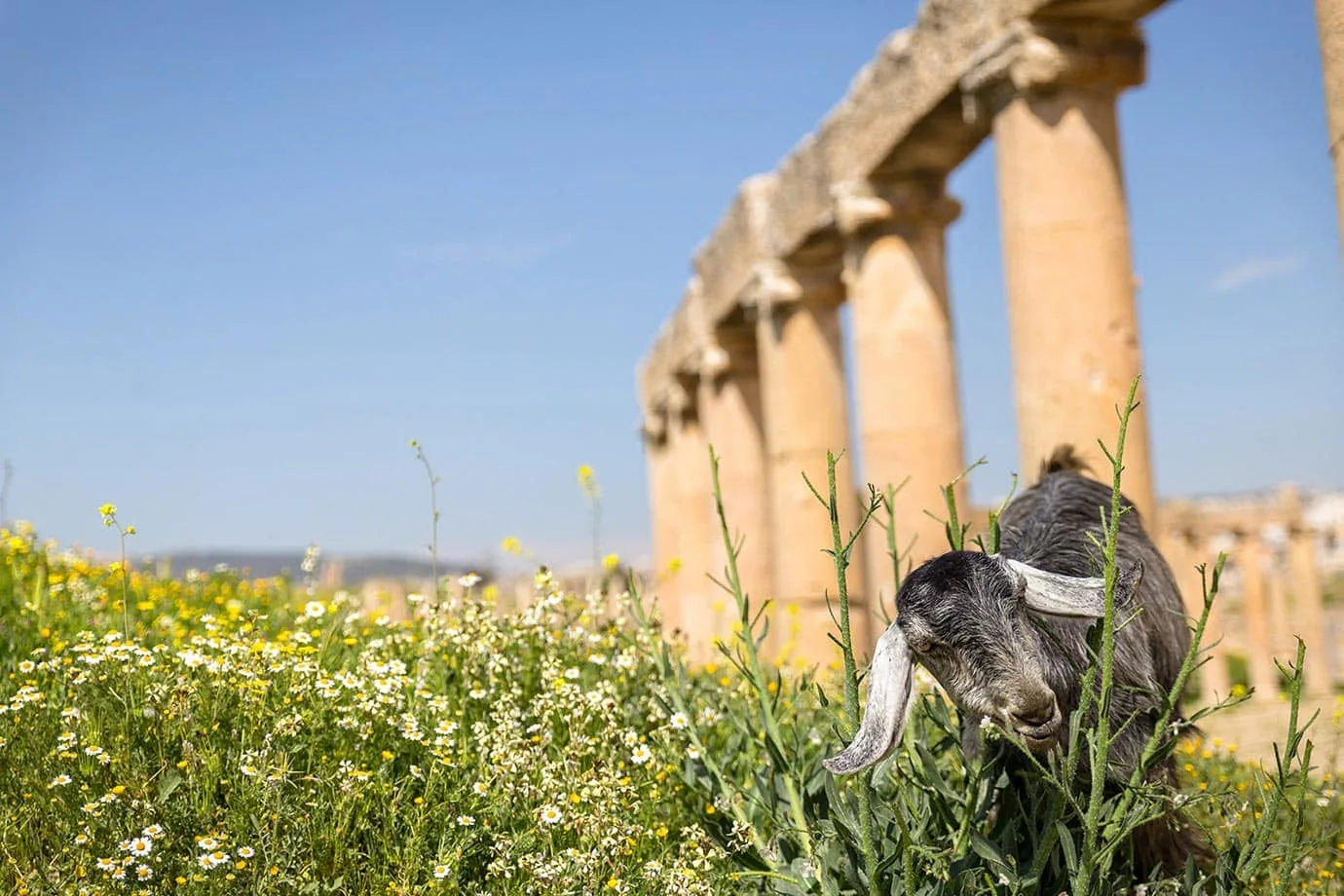 Goats at Jerash, Jordan