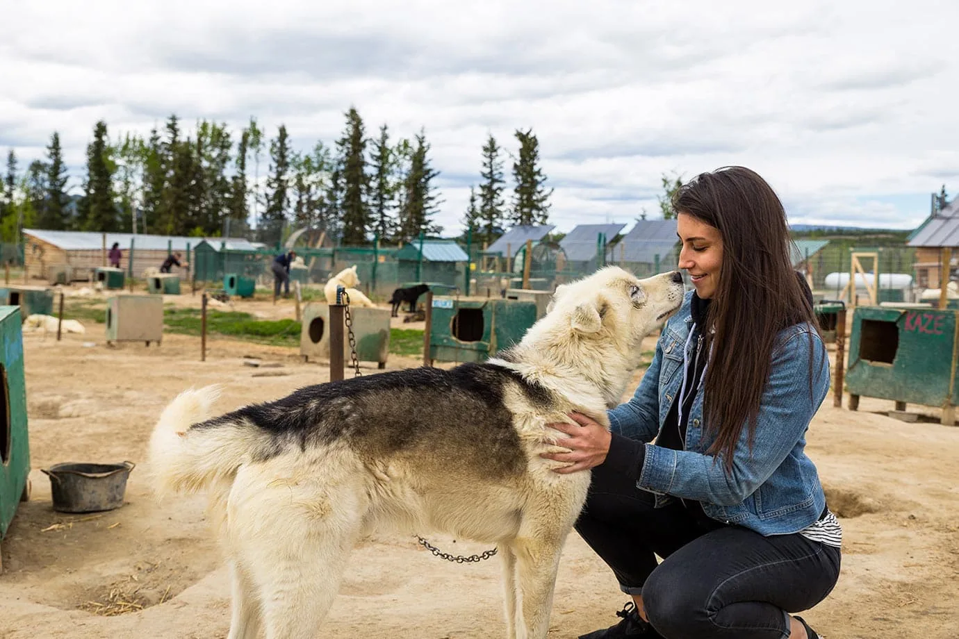 Dogs at Muktuk Adventures