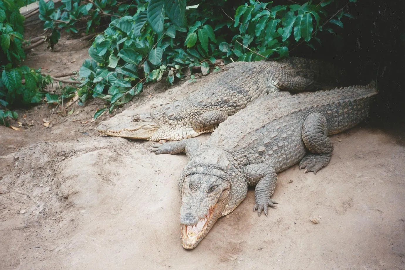 Sacred crocodiles in the Gambia