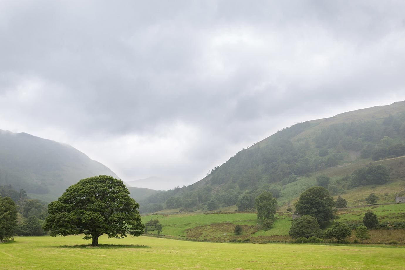 Lake District tree