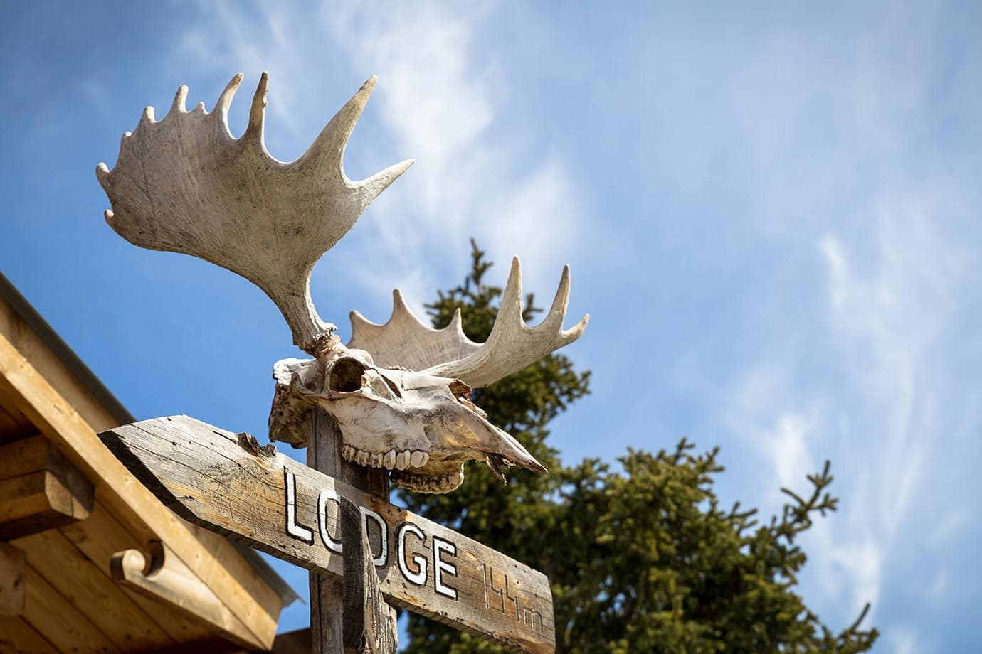 Moose head in Canada