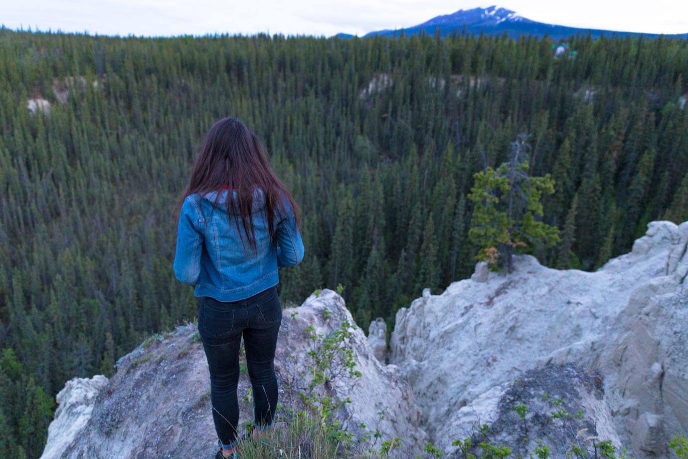 Forest in the Yukon