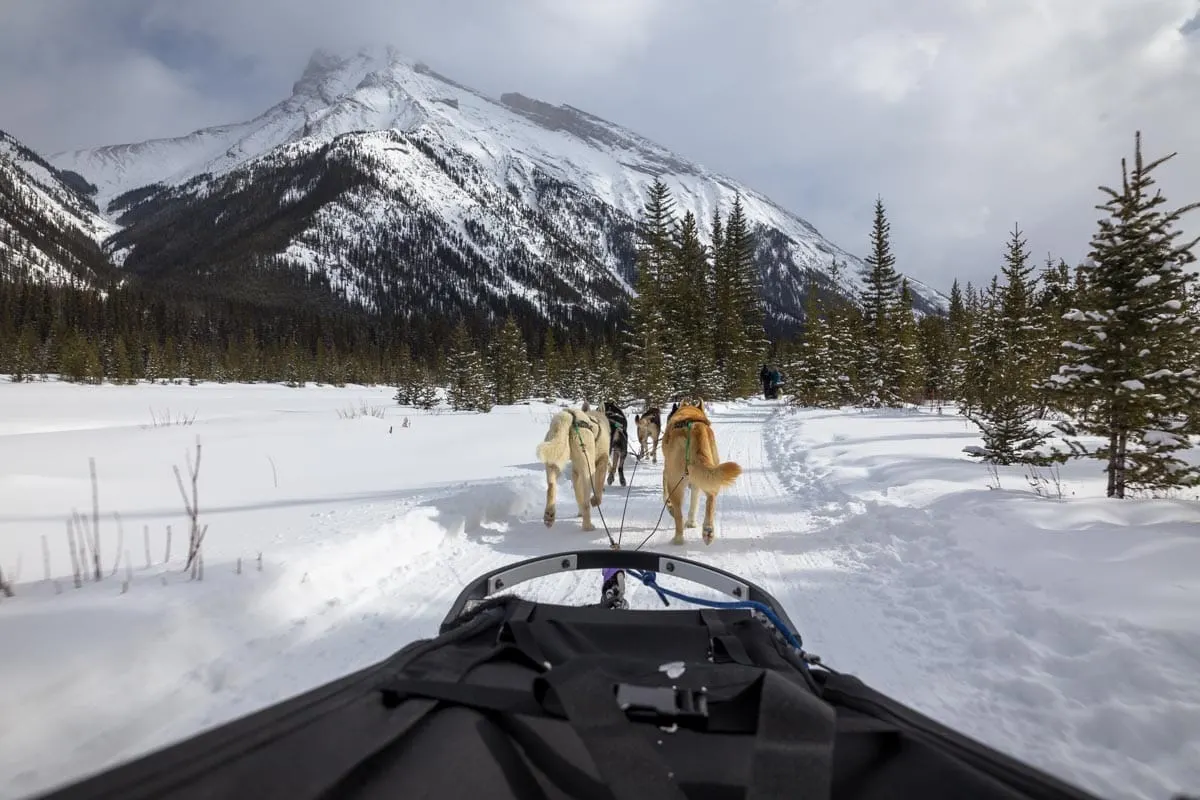 Dog sledding at Banff