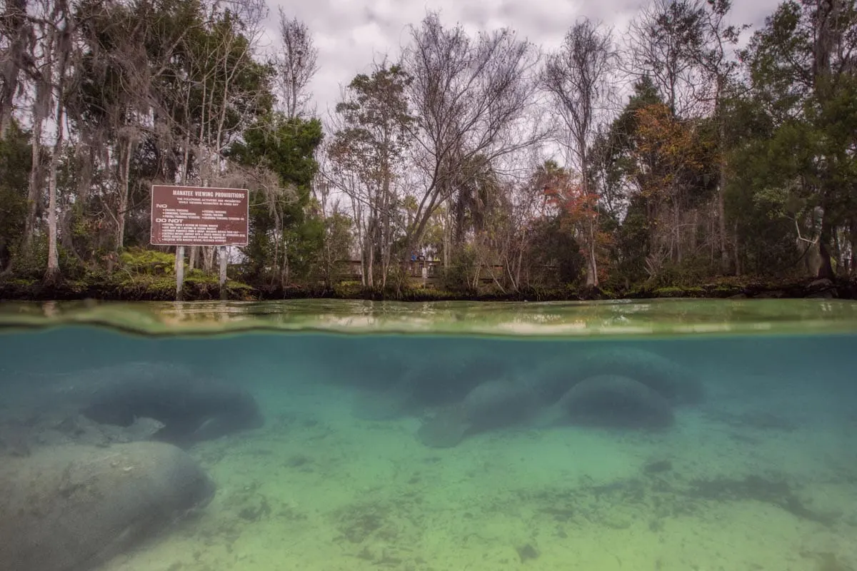 Swimming with manatees, Florida