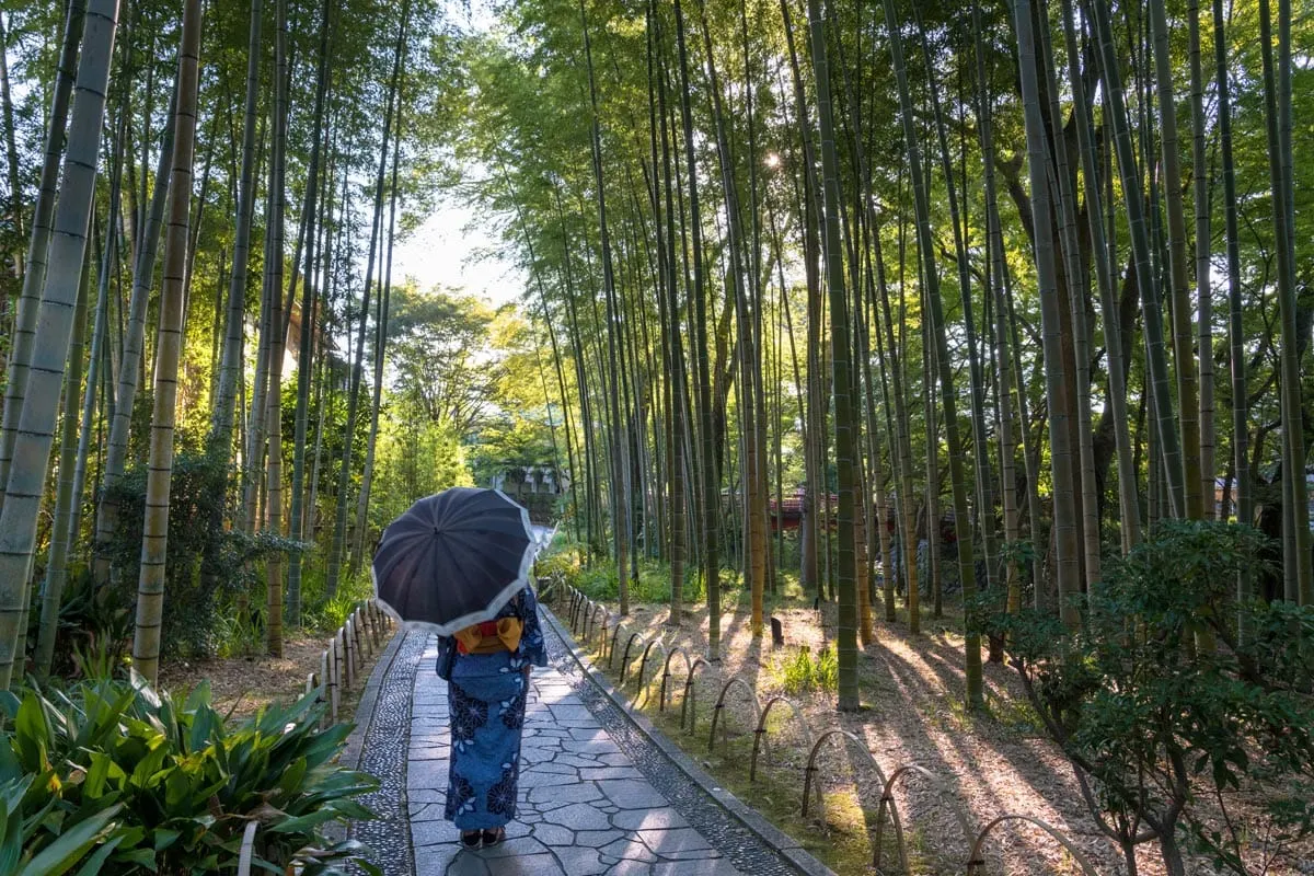 bamboo forest shuzenji