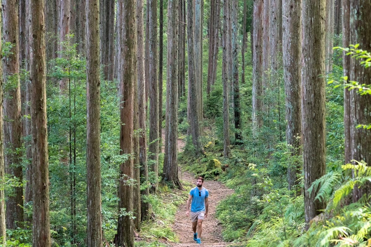 kumano kodon vaellus