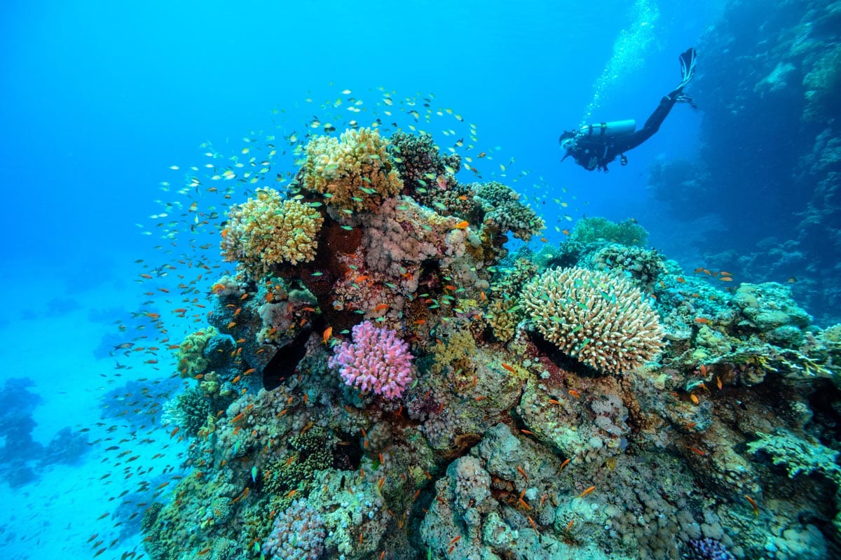 diving in the uae