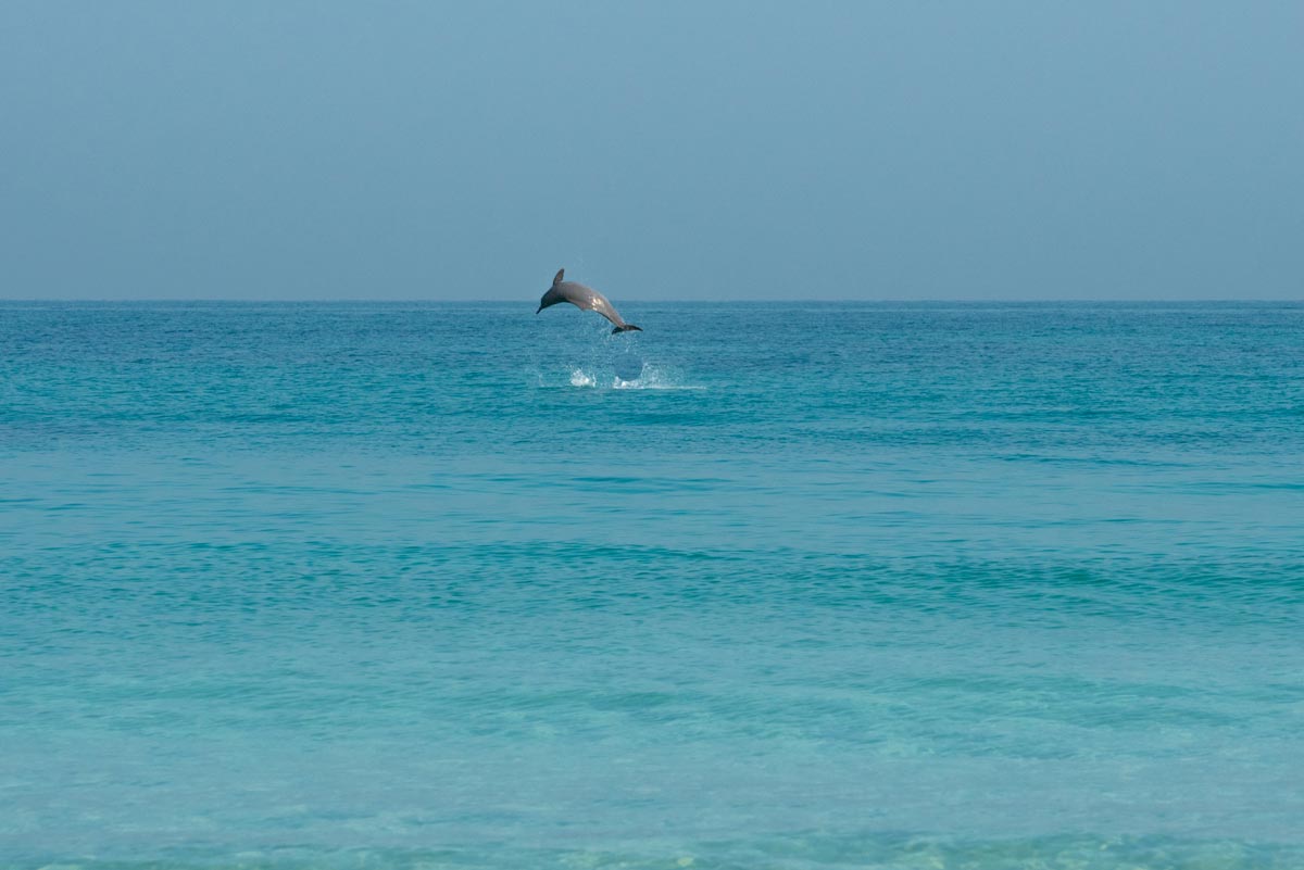 dolphins in abu dhabi