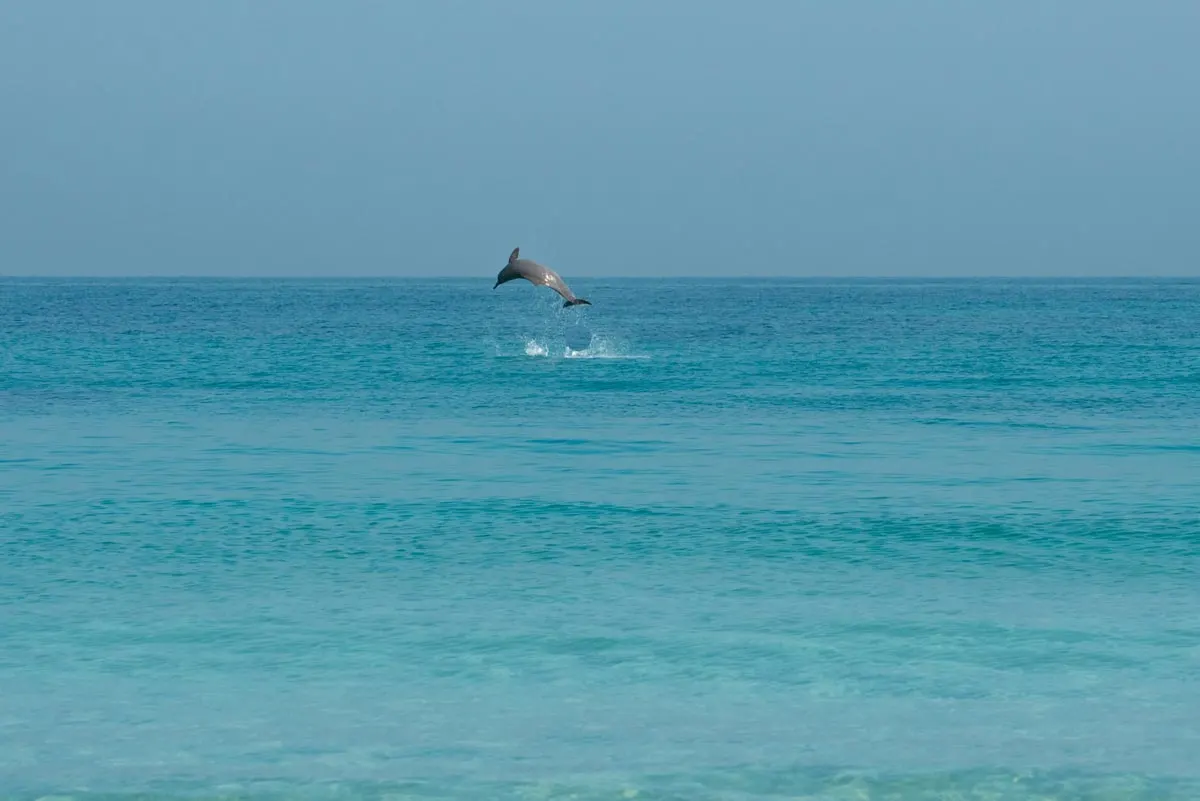 dolphins in abu dhabi