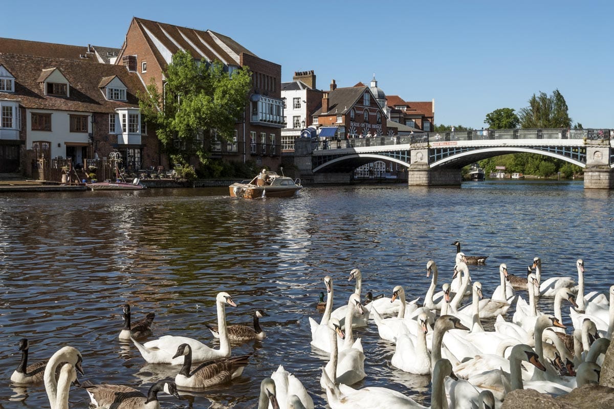 swans at windsor