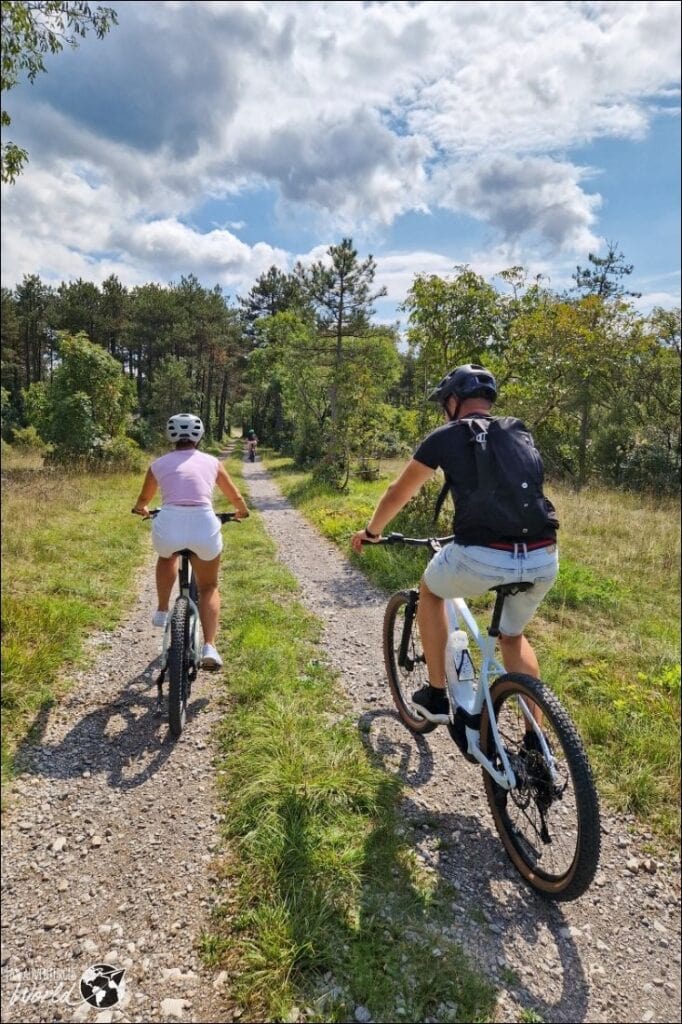 cycling new forest