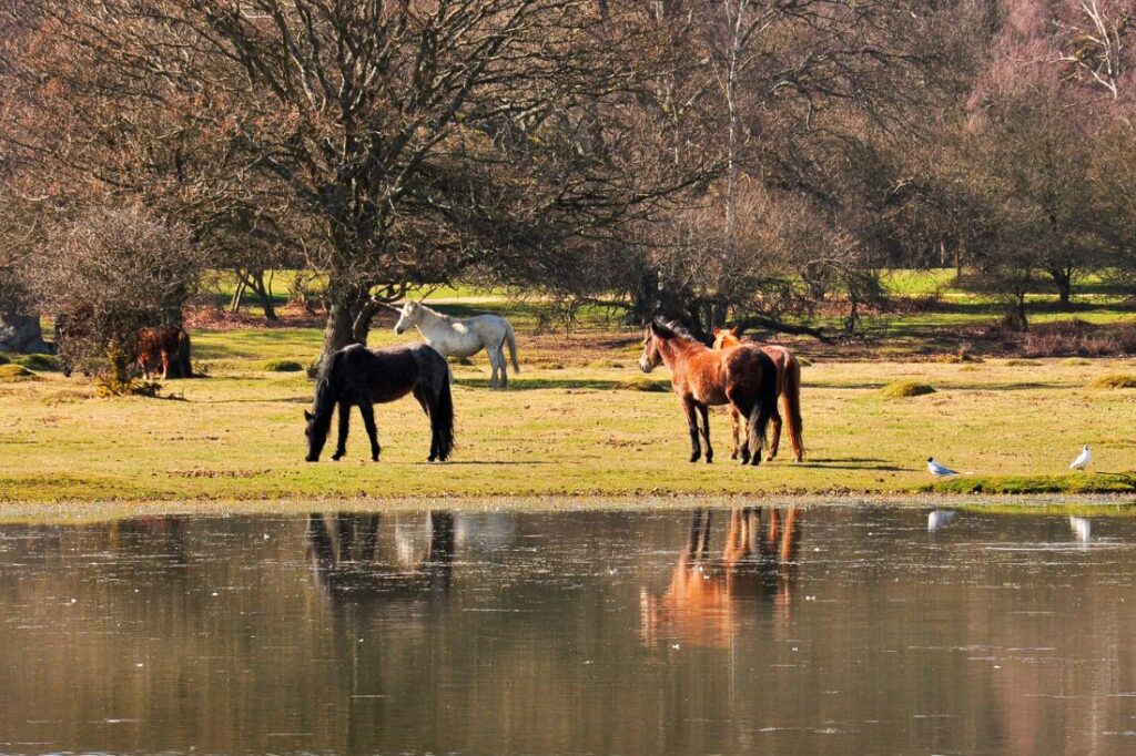 day trip new forest