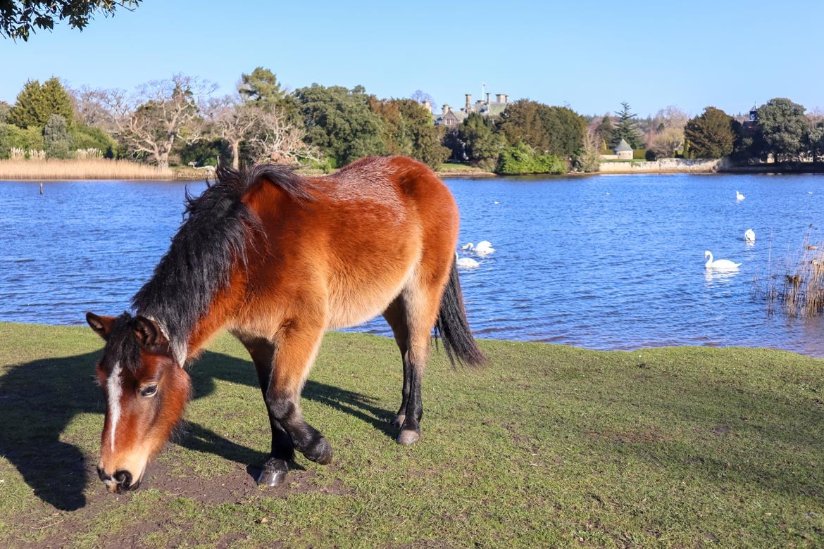 new forest day trip from london