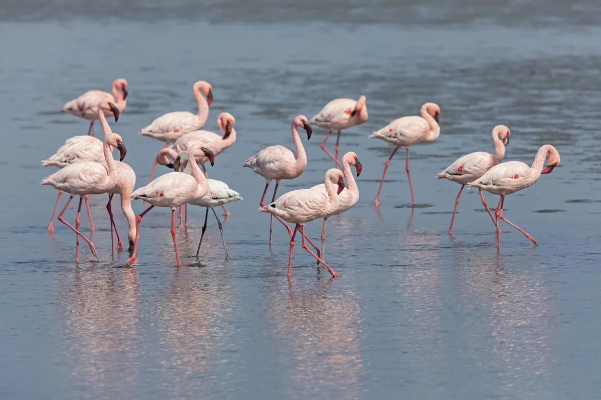 flamingos murcia