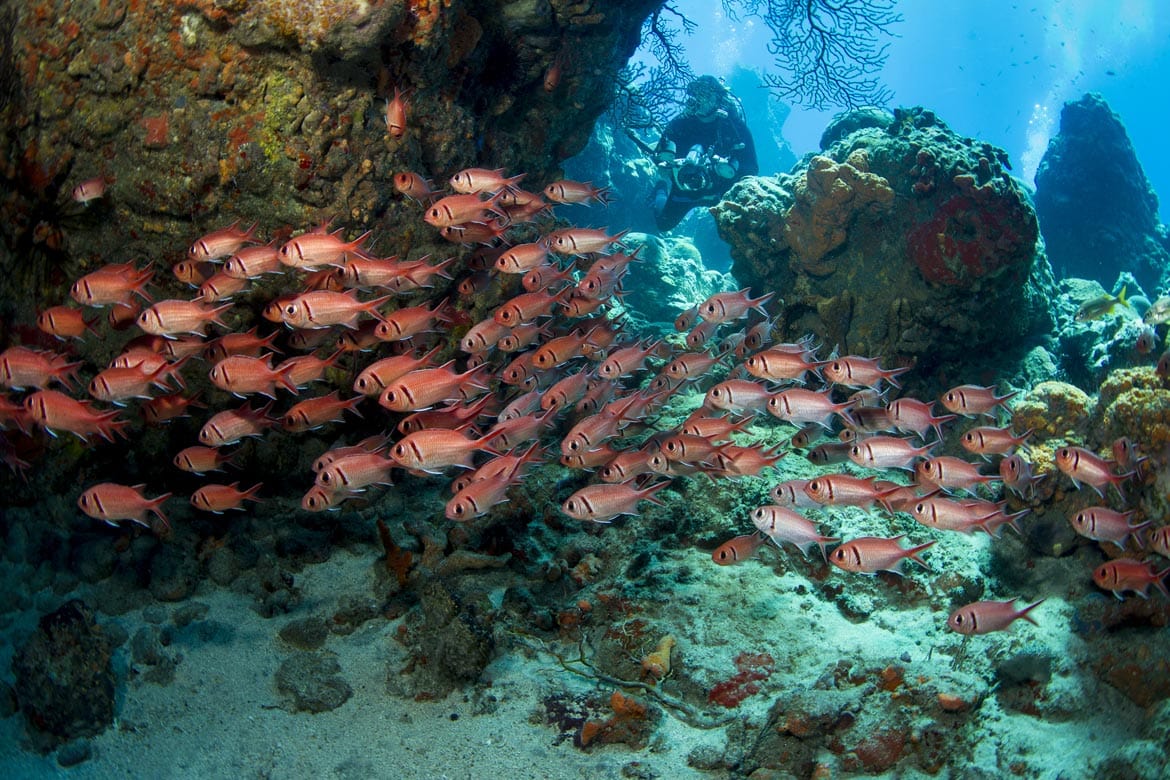 diving in dominica