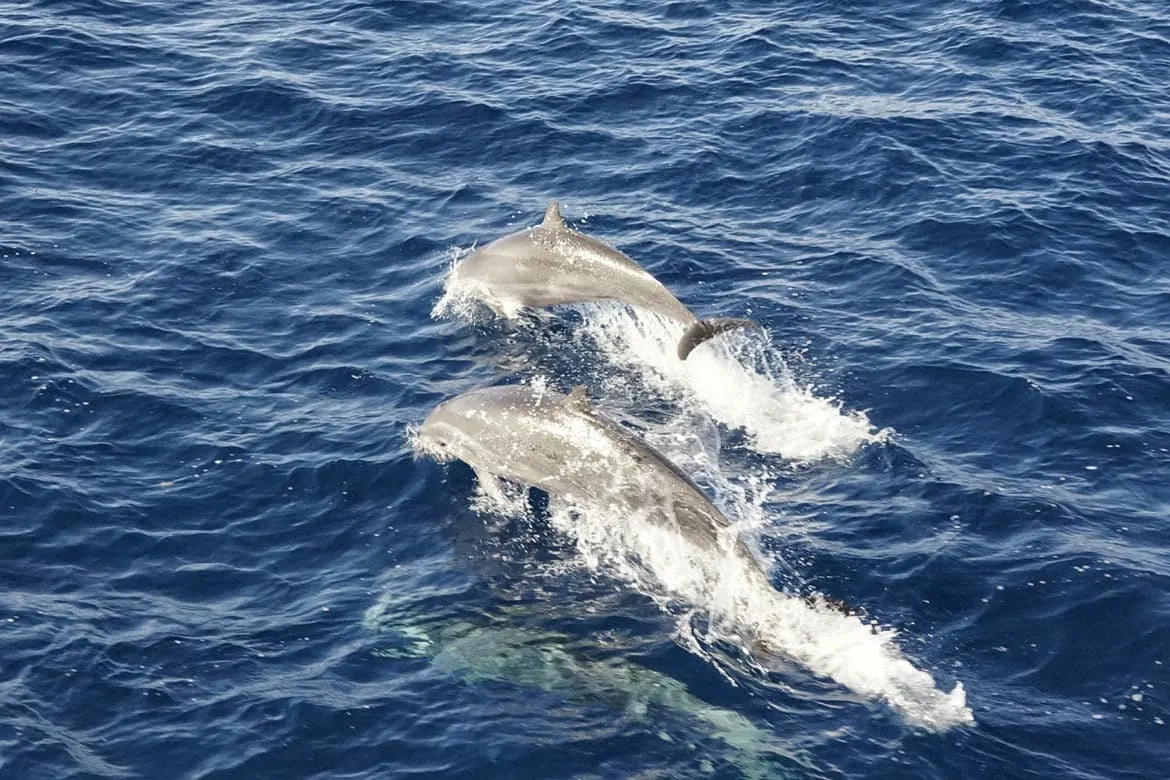 dolphins in dominica